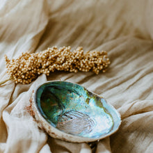 Afbeelding in Gallery-weergave laden, Abalone schelp - Insight Stones
