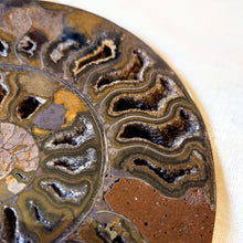Afbeelding in Gallery-weergave laden, Gespleten ammoniet - Insight Stones