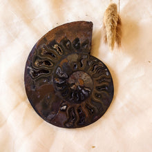 Afbeelding in Gallery-weergave laden, Gespleten ammoniet - Insight Stones