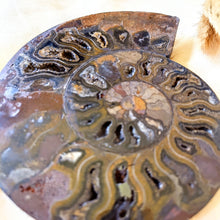 Afbeelding in Gallery-weergave laden, Gespleten ammoniet - Insight Stones