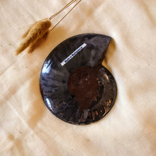 Afbeelding in Gallery-weergave laden, Gespleten ammoniet - Insight Stones