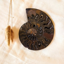 Afbeelding in Gallery-weergave laden, Gespleten ammoniet - Insight Stones