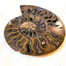 Afbeelding in Gallery-weergave laden, Gespleten ammoniet - Insight Stones